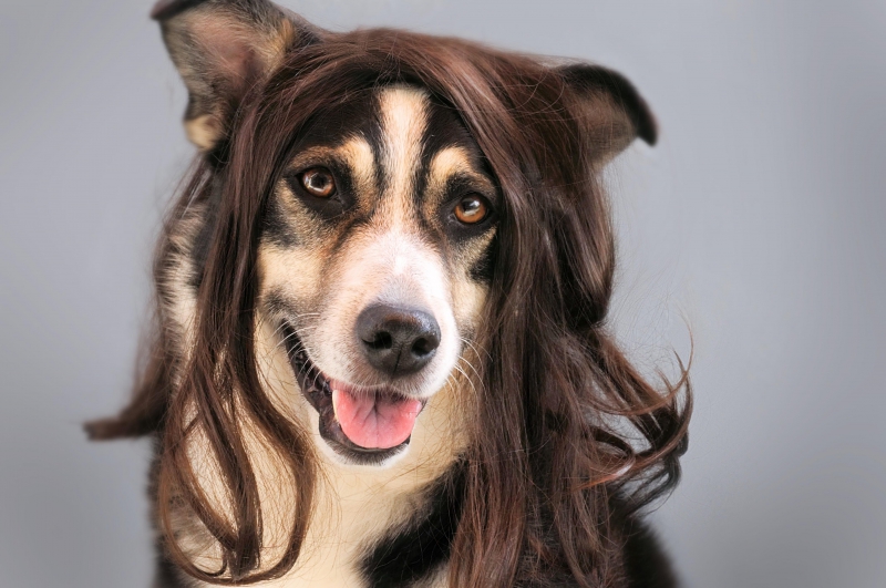 coiffure-COMPS SUR ARTUBY-min_dog-1776721